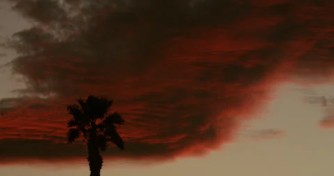 Lone palm tree silhouetted before a sky of ruby red at dusk. Stock Footage 226307592