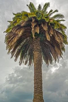 A lone palm tree on sky background Stock Photos