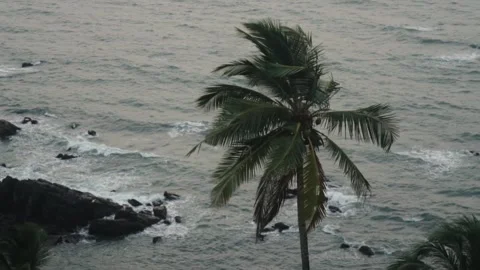 Lone palm tree swaying in the strong wind during a storm over the sea Видео 345900201