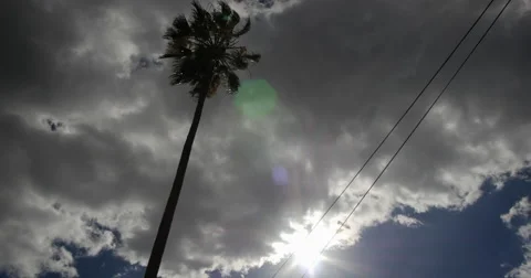 Lone Palm Tree Sways in Heavy Wind 스톡 동영상 57220076