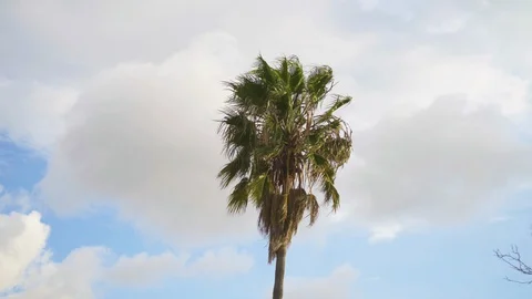 A lone palm tree sways in the wind as clouds move by in the background Stock Footage 127611096