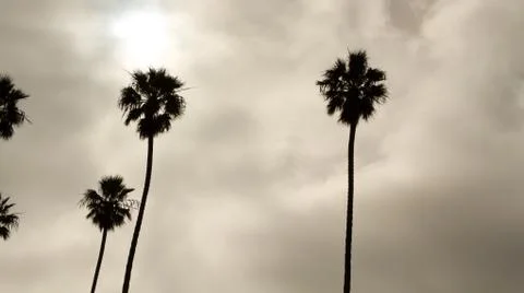 Lone palms Foto stock