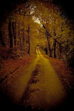 Lone path in woods Stock Photos