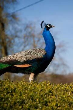 A lone peacock Stock Photos