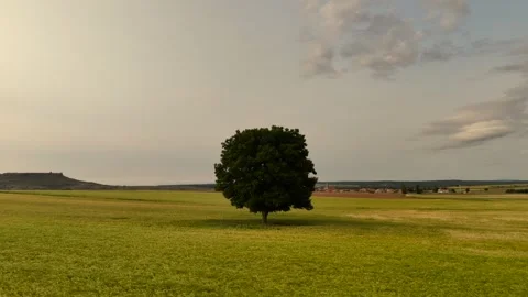 A Lone Perfect Rounded Canopy Holm Oak Surroended by Wheat Fileds in a Rural Vidéo 311108152