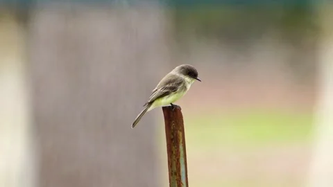 Lone Phoebe on T-Post - Natural Sound, Shallow DOF Stock Footage 306879658