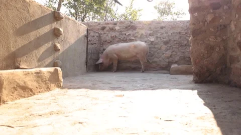 Lone Pig At Far End Of Large Pen On Farm 스톡 동영상 267436911