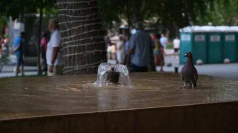 A Lone Pigeon Cautiously Drinks from a Modern City Park Fountain Stock Footage 314329971