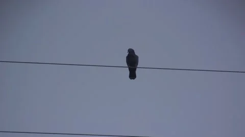 Lone pigeon perched on a wire Stock Footage 51557380