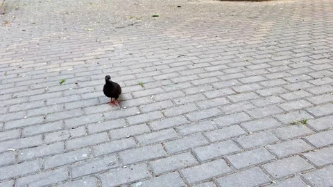 Lone Pigeon Walking Across Cobblestone Pavement in Urban Square 動画素材 336887401