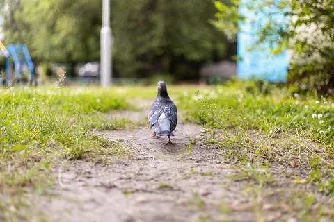 A lone pigeon walks down a dirt path through green grass on a sunny day Stock Photos