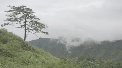 Lone Pine and Sea of Clouds at Wugong Mountain Summit Stock-Footage 343662573