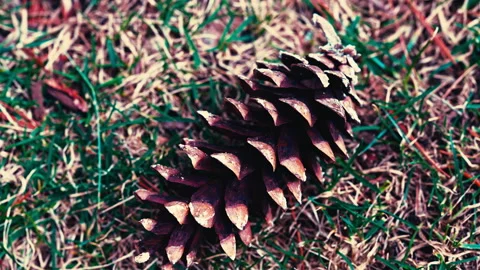 Lone Pine Cone Stock-Footage 331655666