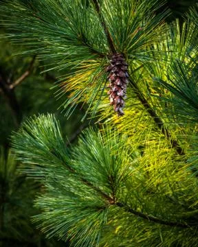 Lone pine cone Stock Photos