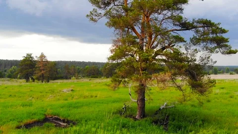 Lone pine in the field Stock Footage 93434303