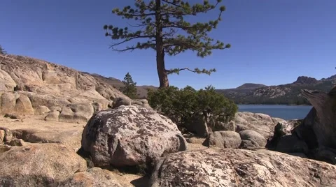 Lone pine Video stock 42608599