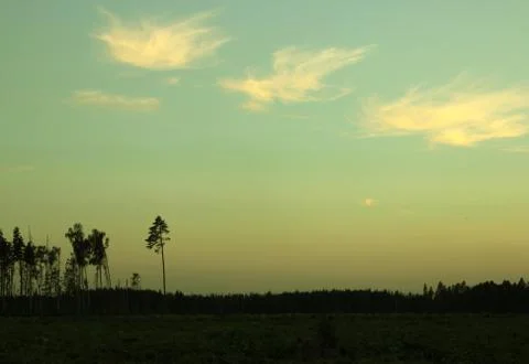 Lone pine forest on the horizon Stock-Fotos