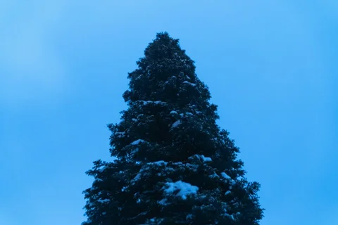 Lone pine at night 動画素材 129712353