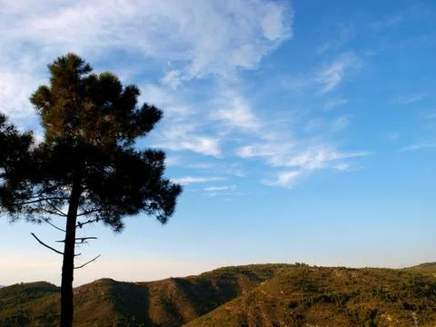 Lone pine Stock Photos