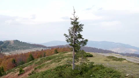 Lone Pine stands tall amidst undulating Green hills under a Cloudy sky. Stock Footage 254037674