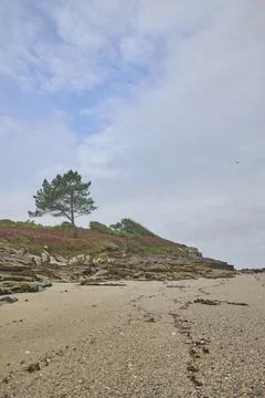 Lone pine tree above sandy rocky beach under dramatic cloudy sky Foto stock