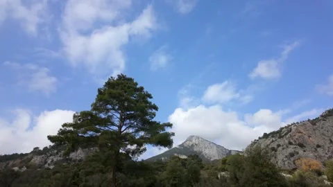 Lone pine tree against mountain landscape and blue sky Video stock 329291899