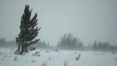 Lone Pine Tree in Blowing Snow Stock Footage 210979018