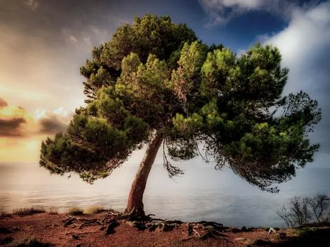 Lone pine tree clings to cliff overlooking the sea at sunset Stock Photos