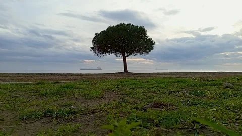 Lone Pine Tree on Coast with Cargo Ships in Distance at Cloudy Sunset Stock Footage 329589105