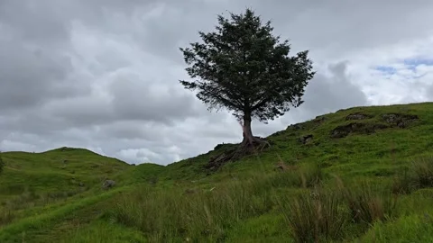 Lone pine tree with exposed roots on rocky cliff Stock Footage 340774194