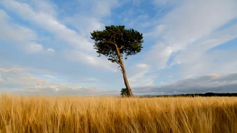 Lone Pine tree in field at mid summer Stock Footage 78505226