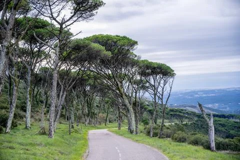 Lone pine tree in front of limestone cliffs Stockfoto's