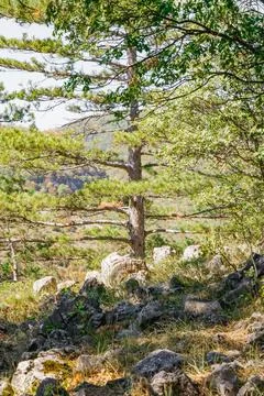 Lone pine tree growing among rocks on a sunny mountain slope with forested .. Stock Photos
