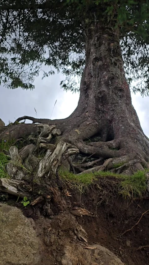 Lone pine tree with large twisting roots on rocky cliff Stock Footage 340774134