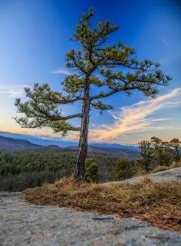 Lone Pine tree on Mountain at sunset Stock Photos