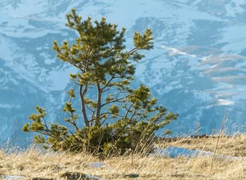 Lone pine tree mountains Stock Photos