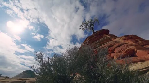 Lone Pine Tree Perched on Red Rock Formation in Zion National Park, Utah, Under Stock Footage 331998938
