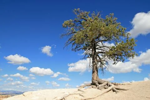 Lone pine tree Stock Photos