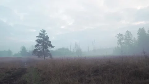 Lone pine tree rising majestically in a fog-laden field Stock Footage 292924455