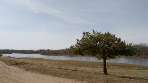 A lone pine tree on the riverbank. Stock Footage 128640817