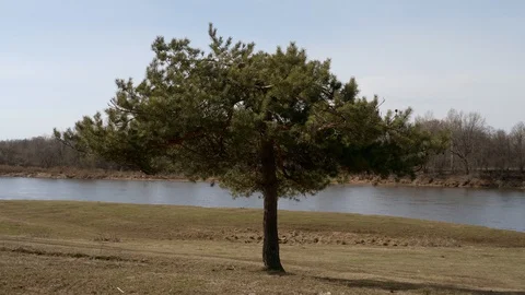 A lone pine tree on the riverbank. Stockbeeldmateriaal 128640872