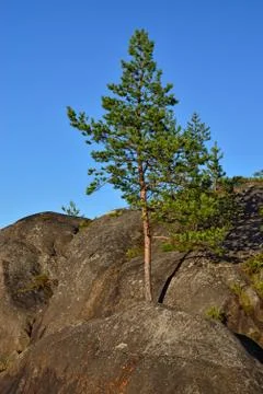 Lone pine tree on a rock Stock Photos