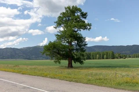 Lone pine tree by rural road in Altai Mountains valley under summer sky Stock Photos