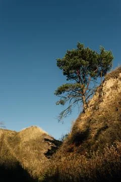 Lone pine tree on sandy hill under deep blue sky, minimal landscape Stock Photos