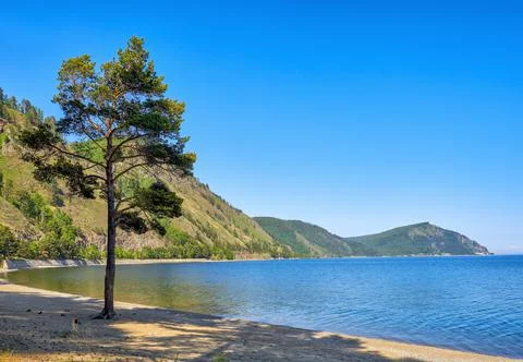 A lone pine tree on shingle shore of Lake Baikal Stock-Fotos