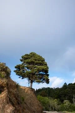 Lone Pine Tree sitting on eroding cliff near the ocean with fog Foto stock