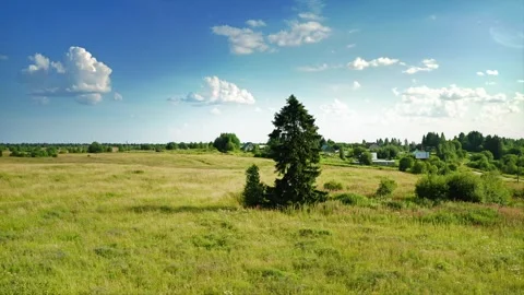 A lone pine tree standing in a field. Aerial Drone Shot Stock Footage 257785299
