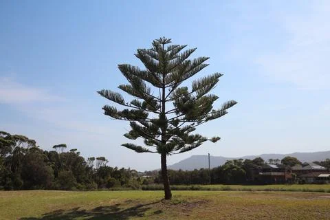 Lone Pine Tree Standing In The Middle Of A Grassy Field With Mountains In T.. Stock Photos