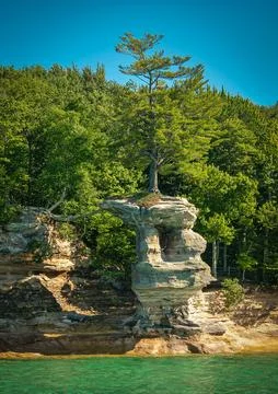 Lone Pine Tree Standing on Rock wall Connected to mainland by Roots Stock Photos