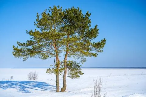 Lone pine tree standing in vast snowy winter field under clear blue sky, ca.. Stock Photos